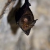 bat_fruit_gbcc_lbf_v_0090_kom3016.jpg